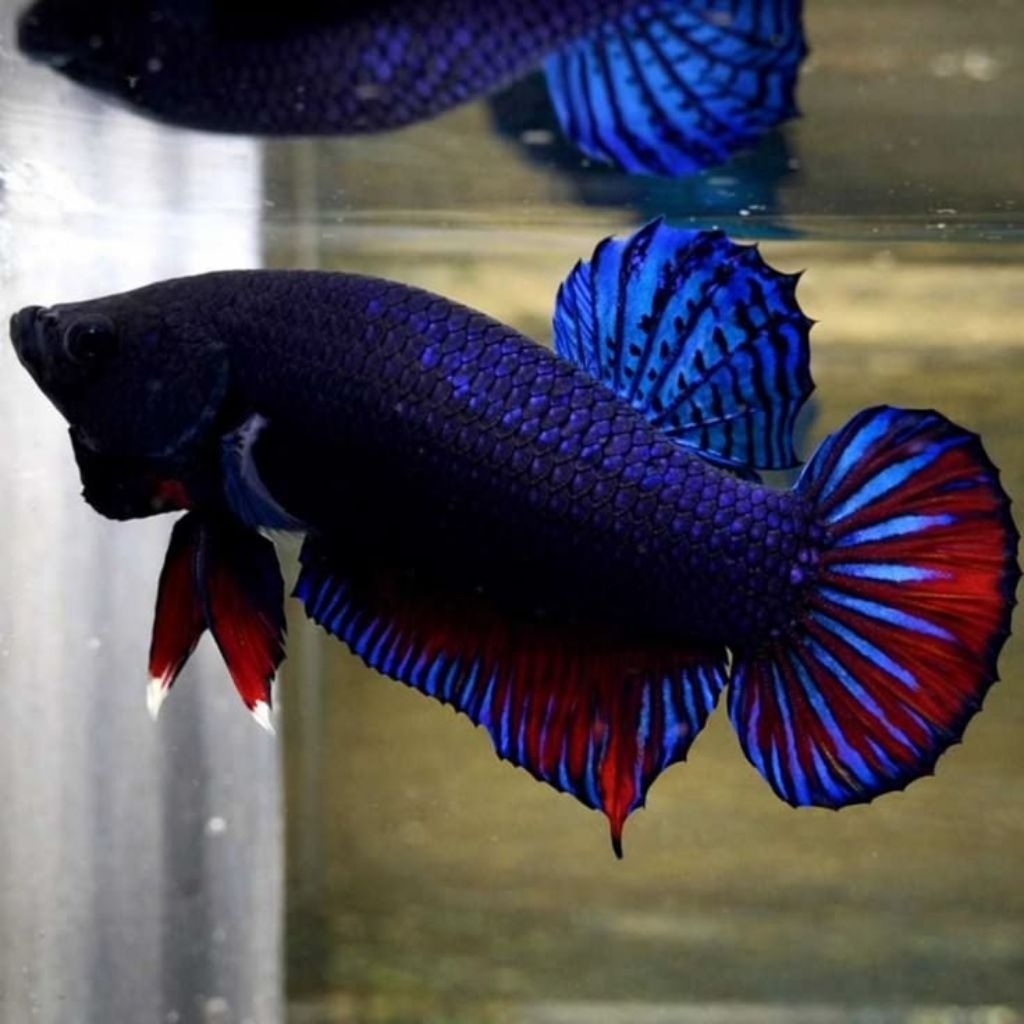 IKAN CUPANG BAGAN SIZE L