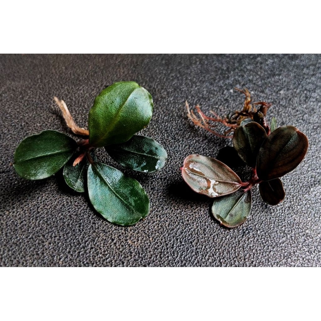 bucephalandra brownie helena QQ