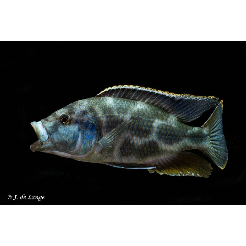Ikanesia - Ikan Hias Livingstoni Cichlid 5-7 cm
