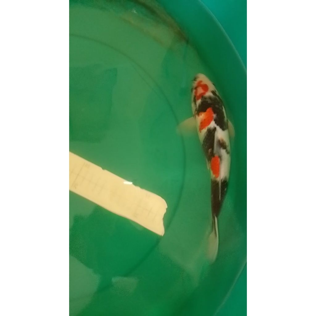 Ikan koi jenis Showa warna strong 30cm