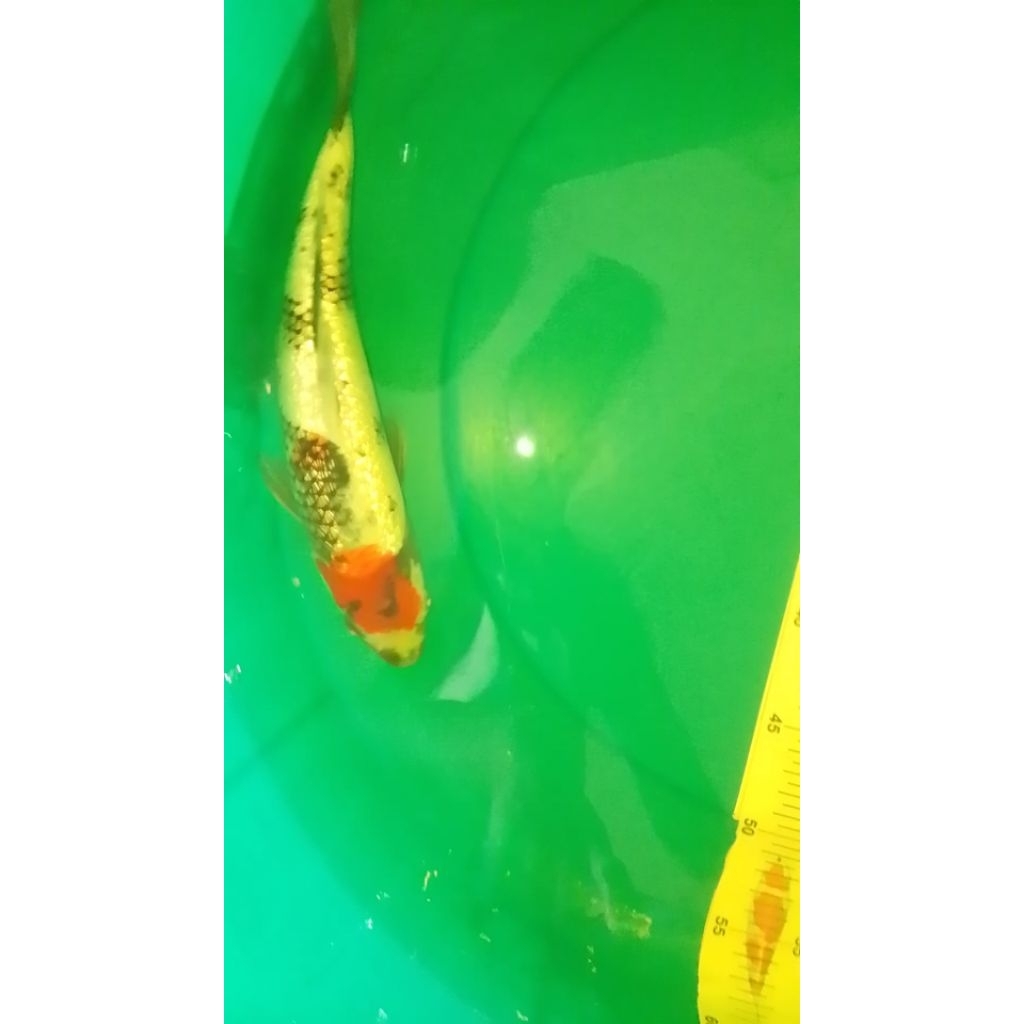 Ikan koi jenis Showa Ginrin 28cm warna strong