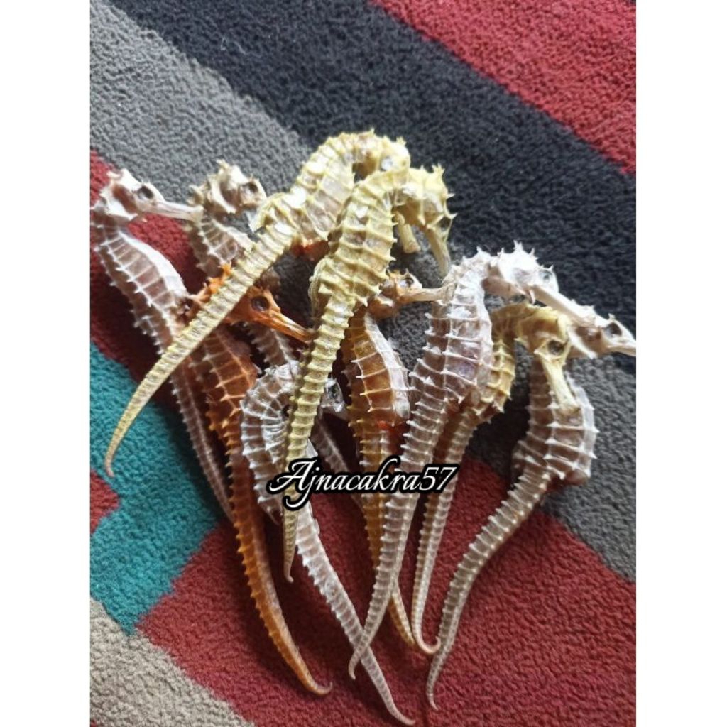 Kuda Laut Kering PILIHAN Asli dari Laut Jawa 1 Ons