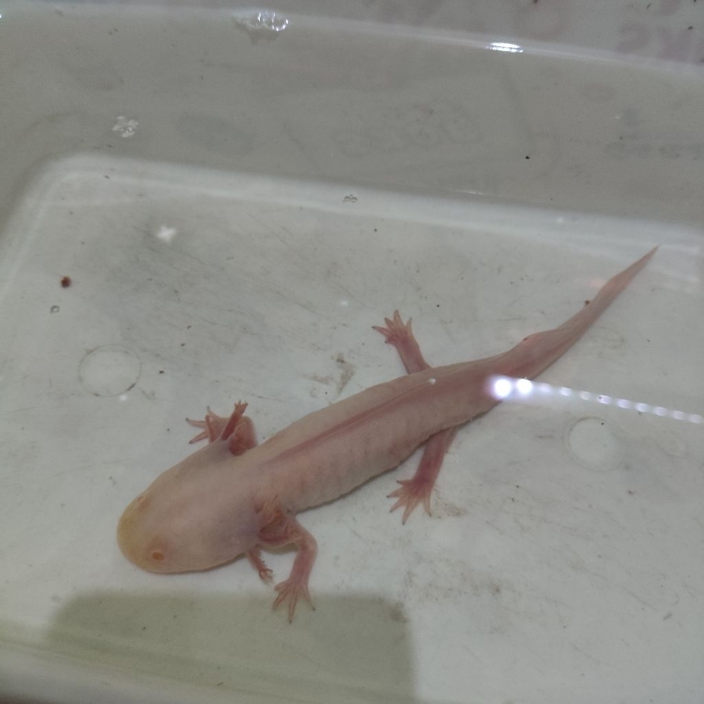 Salamander Axolotl Albino 17cm  INSTAN ONLY