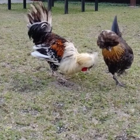 Ayam hias poland / ayam jambul siap jadi indukan