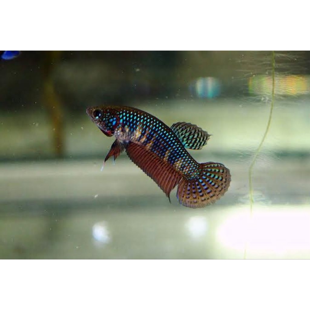 Female Wild Betta Smaragdina Guitar Green Spade Tail Size L