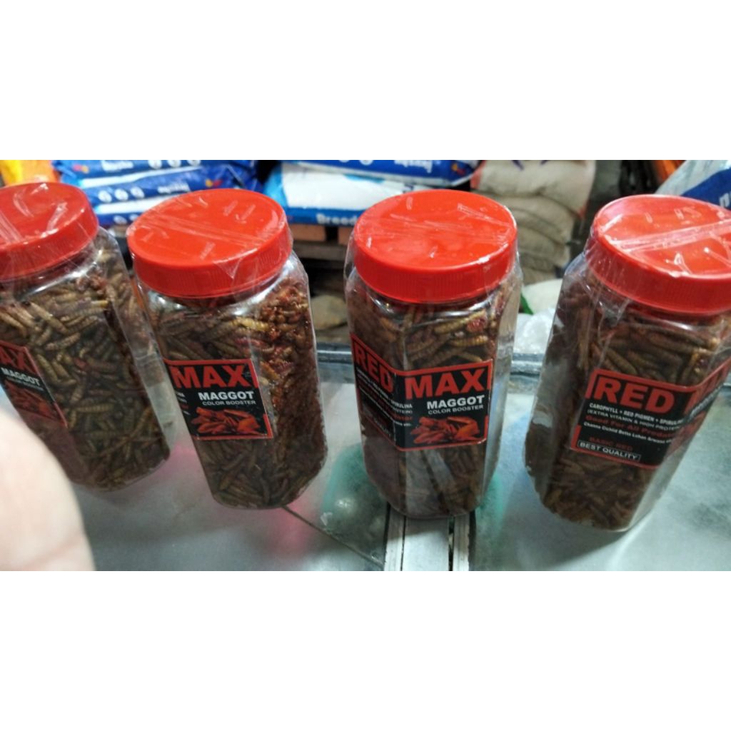 MAGGOT ULAT KERING HONGKONG MAGOT RED MAX COLOR BOOSTER