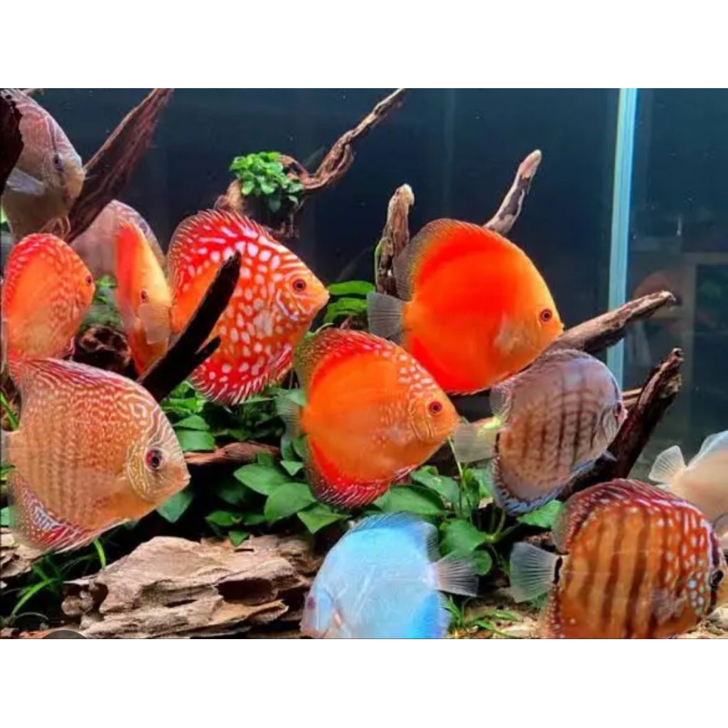 stiker hiasan ikan discus 4 ekor