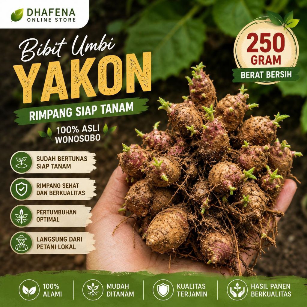 250 gram Bibit  ubi yakon / Rimpang umbi yakon Super fresh asli wonosobo