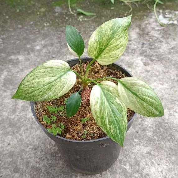 BabyPlant - Homalomena Rubescen Mint Peach Eco