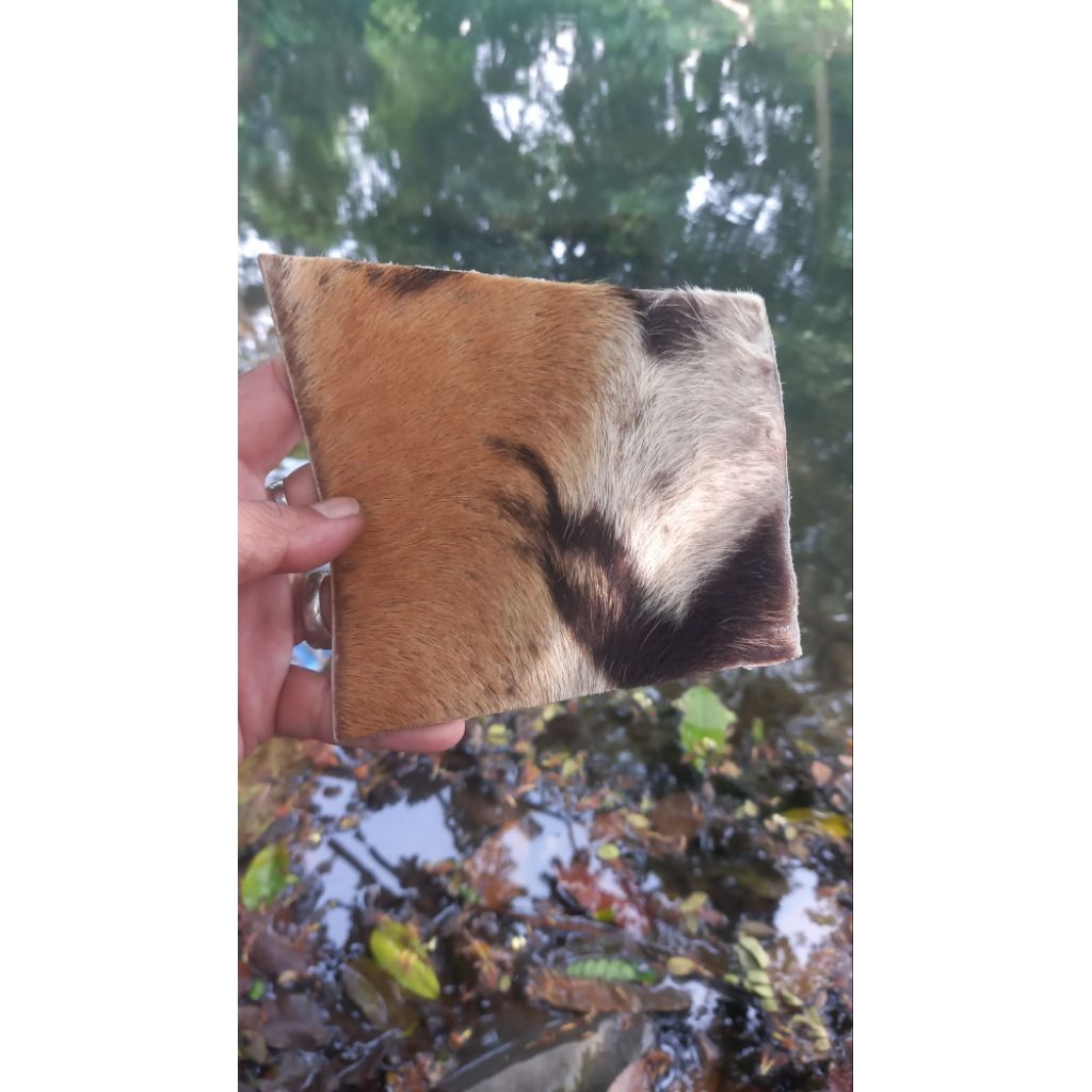 kulit macan asli kulit hm original jaminan ukuran 13 x 14 cm