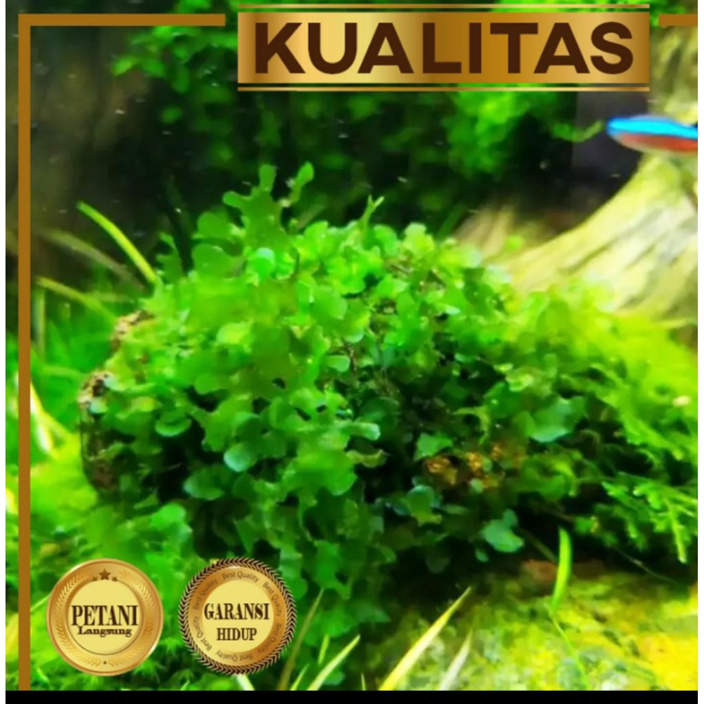 Moss Pelia Tanaman Air Aquascape Low CO2