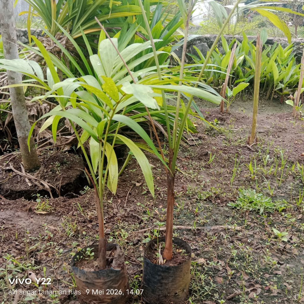palem putri tanaman hias.pohon palem putri