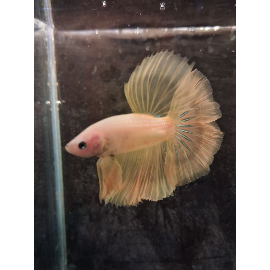 IKAN CUPANG HALFMOON YELLOW BANANA