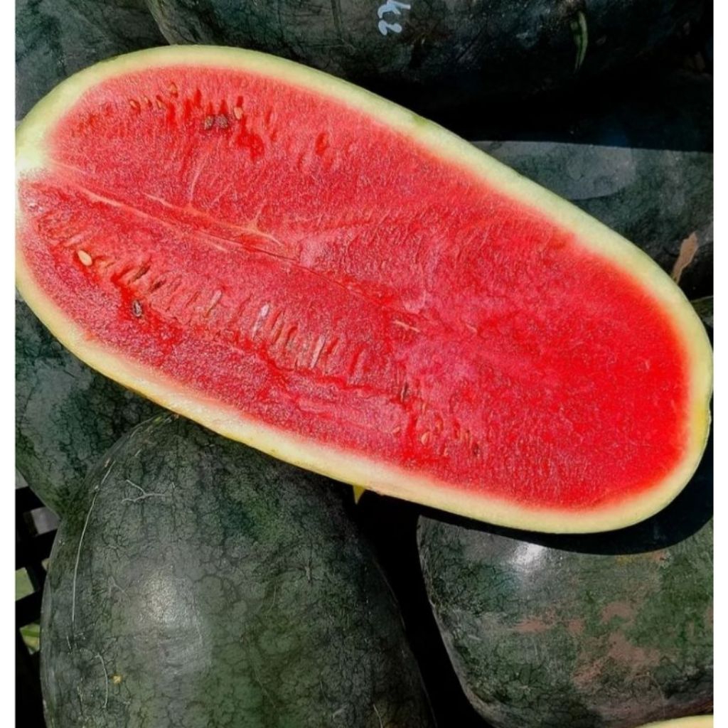 Buah Semangka Lonjong Inul Manis