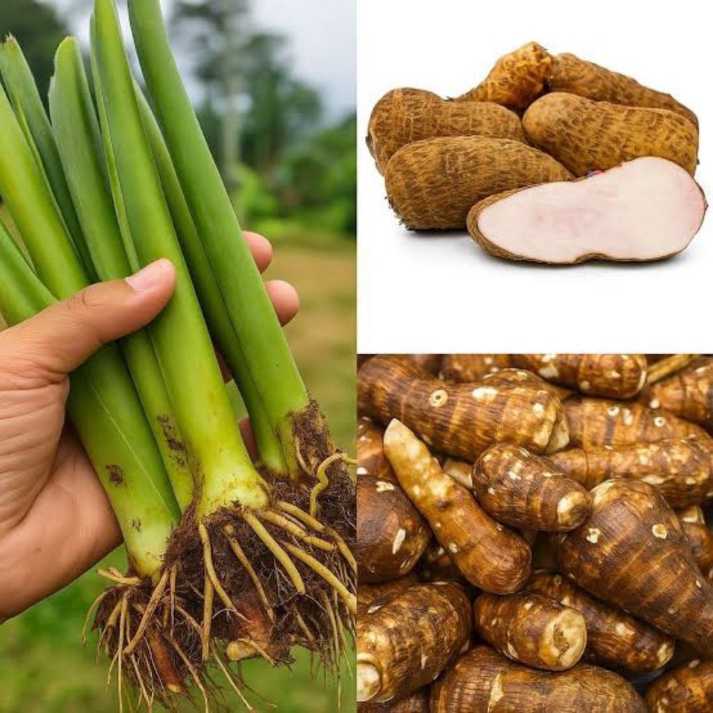 Bibit talas kimpul organik umbi talas pulen, bibit umbi jumbo siap tanam