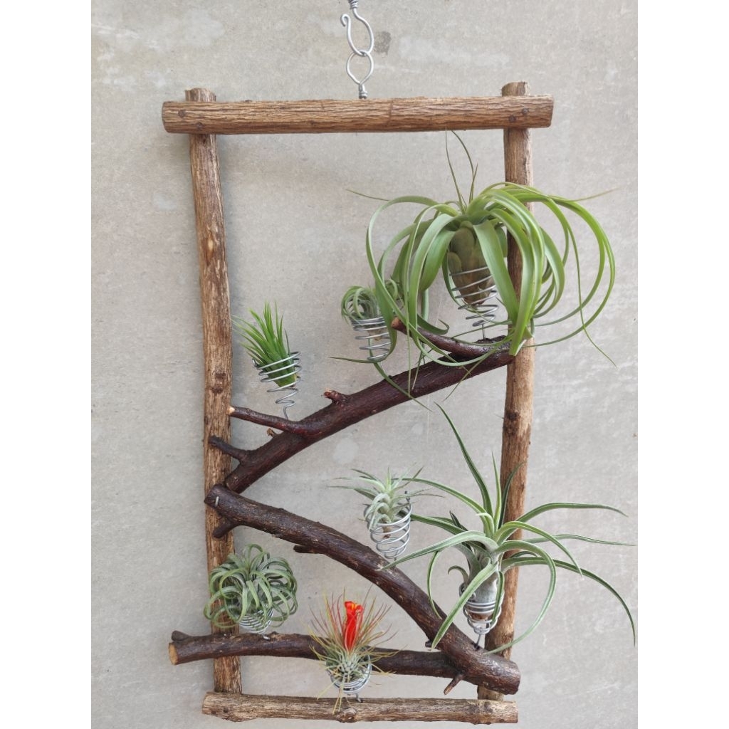 frame tanaman hias tillandsia gaya natural size besar