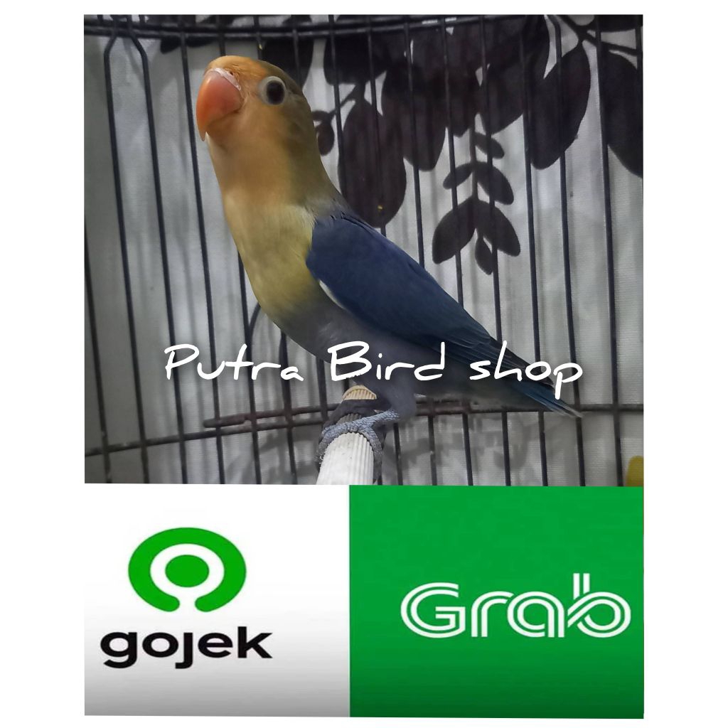 Love Bird Pb Vio Paud/Balibu