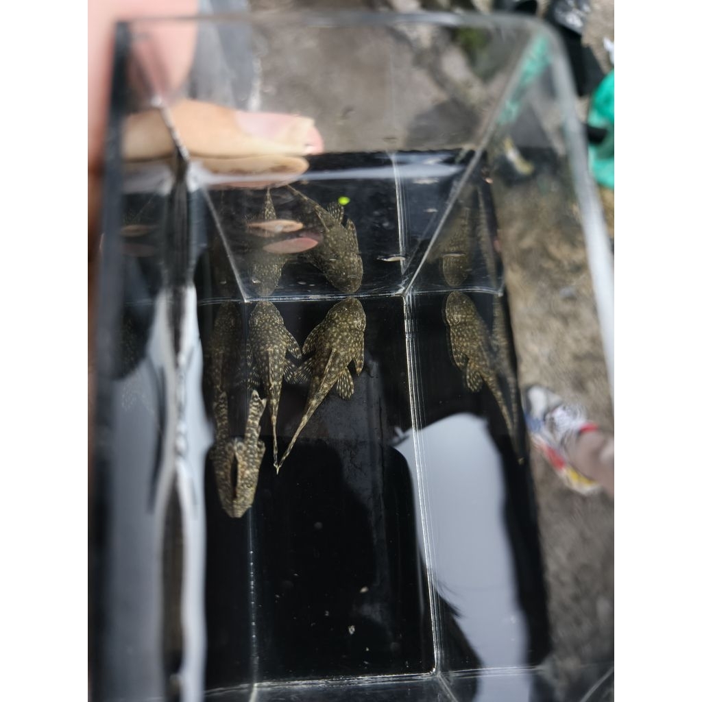 sapu-sapu brushmout/pleco l144 (pleco brushmout)