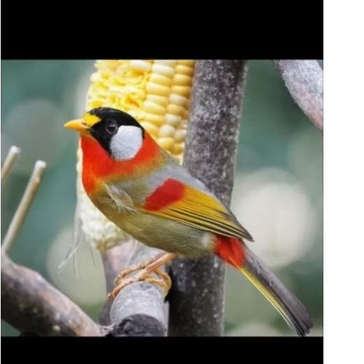 burung pancawarna buke burja