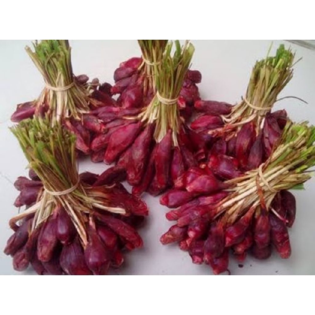 Bawang Dayak Segar Super Grade A Asli Kalimantan Obat Herbal Alami Kering / Basah 500g 1kg