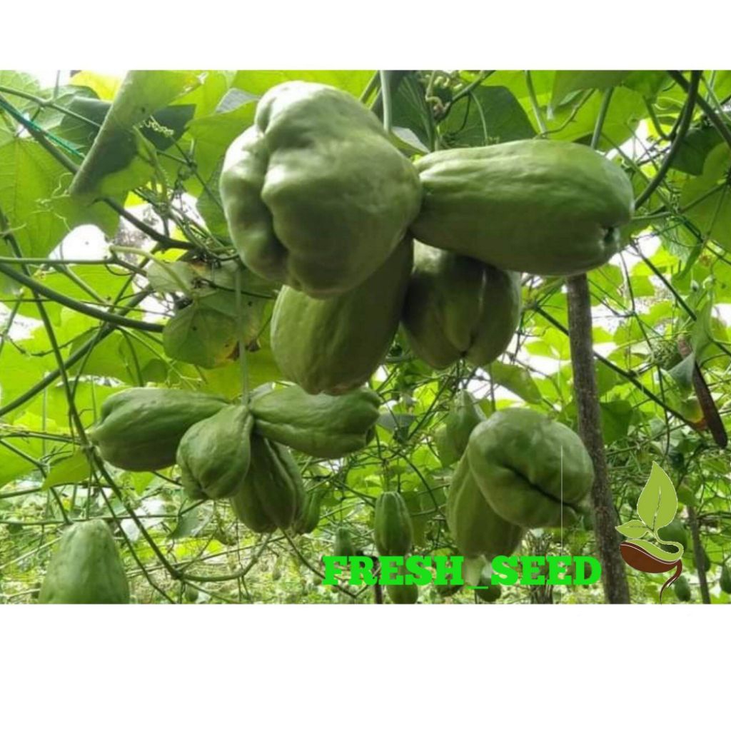 jual murah  , benih waluh siam  , bibit waluh siam