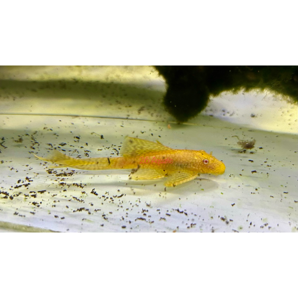 Brushmouth Albino Slayer | Pleco L144
