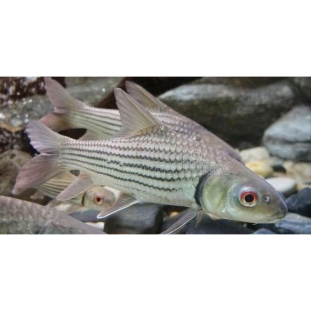 juleni barb 8-10cm