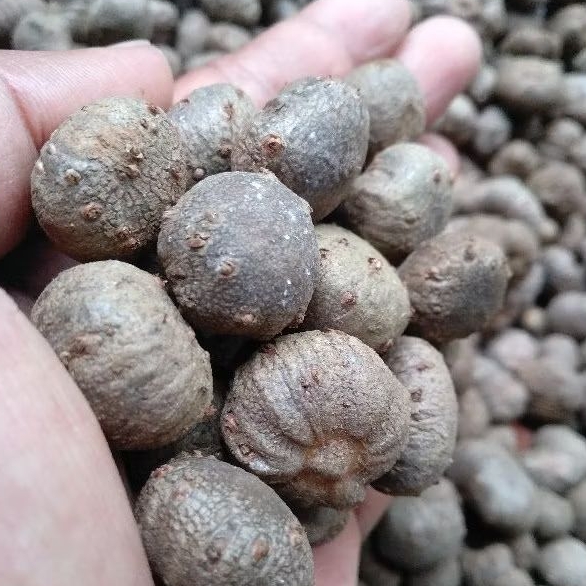 BIBIT PORANG ASLI Dorman (Isi Banyak) KATAK PORANG / KATAK PORANG BIJI PORANG 500Gram