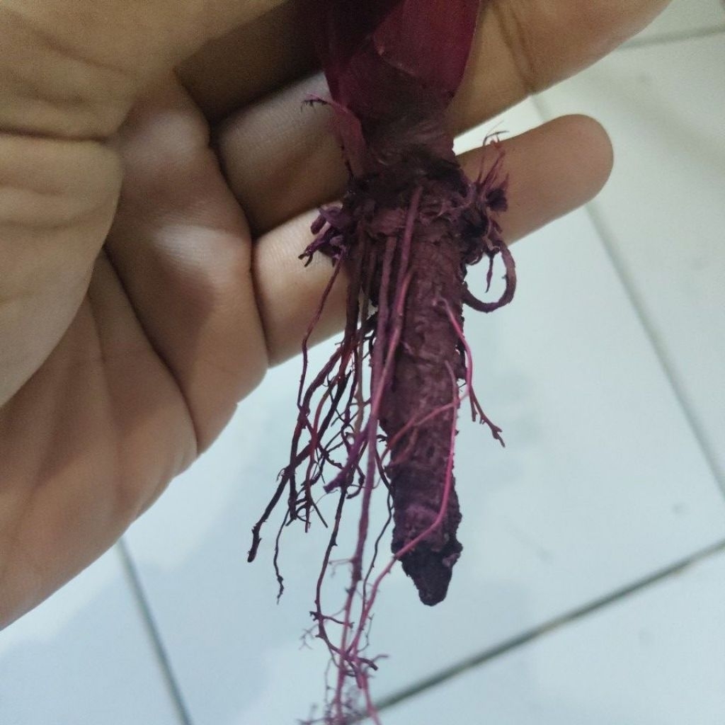 Jerangau Merah Lengkap asli Kalimantan kering Langka