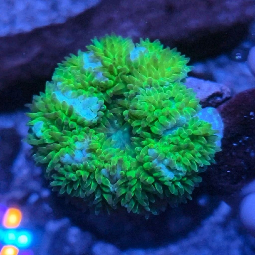 anemon radiantus nuclear green lantern anemon super rare unik aquarium laut