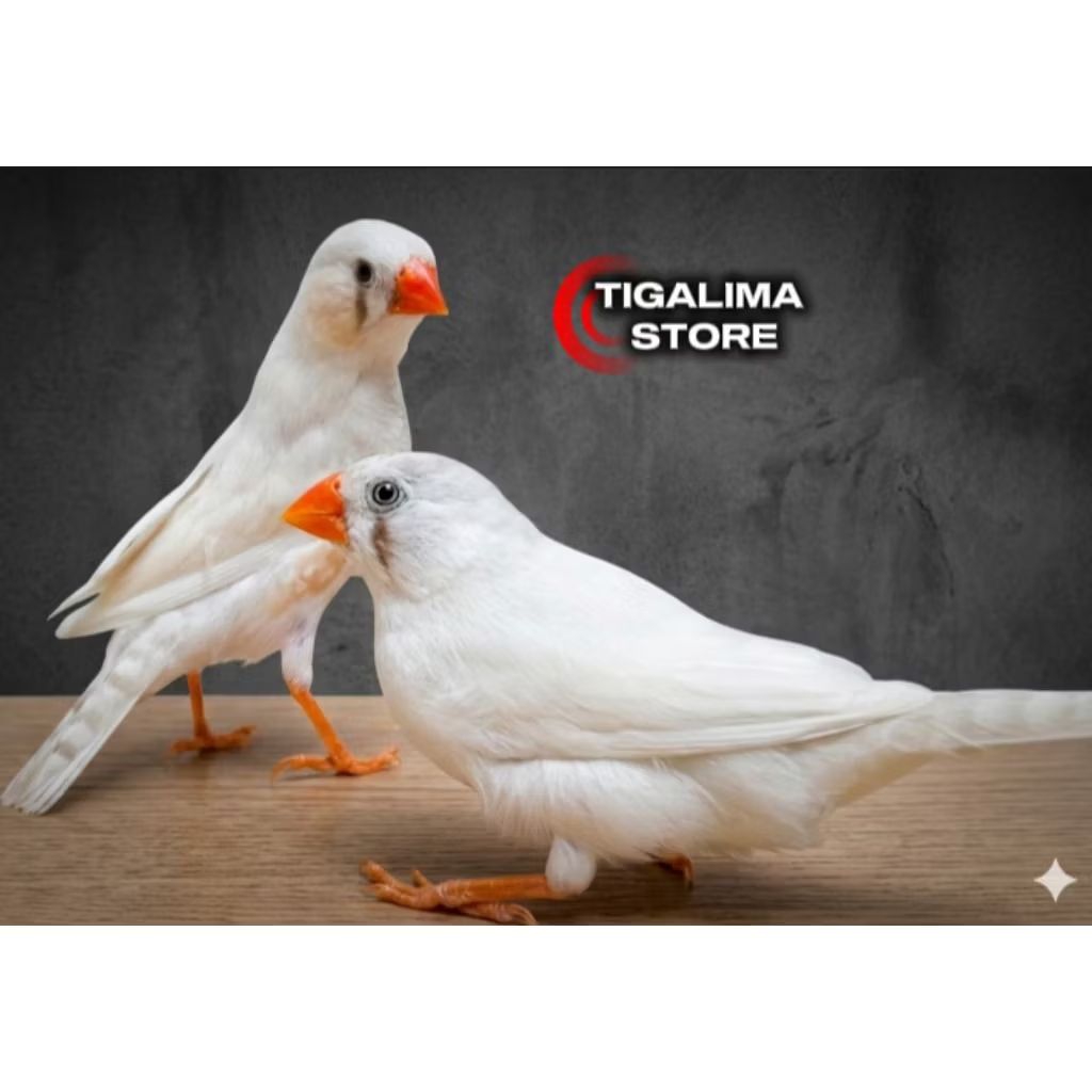 BURUNG ZEBRA FINCH PUTIH SEPASANG