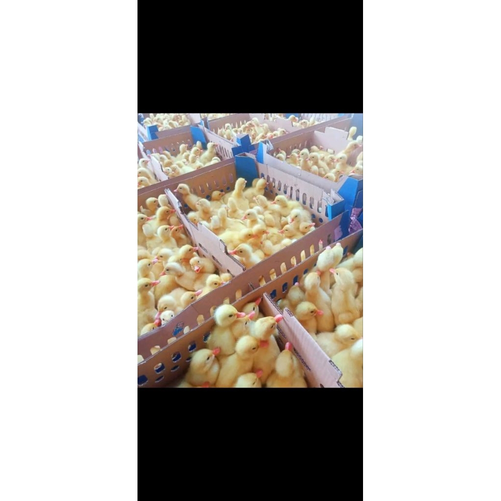 Dod Bebek Peking Jantan 1 Boxs Isi 102 Ekor