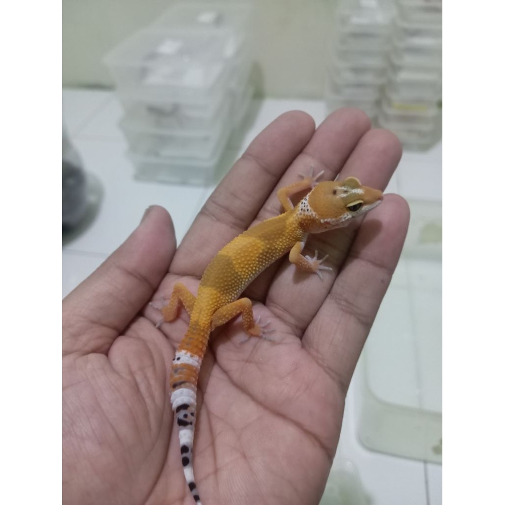 PROMO HARGA MURAH Mainan Anak Gecko Leopard Baby, Juve atau dewasa Free kalsium, Stiker & bergaransi