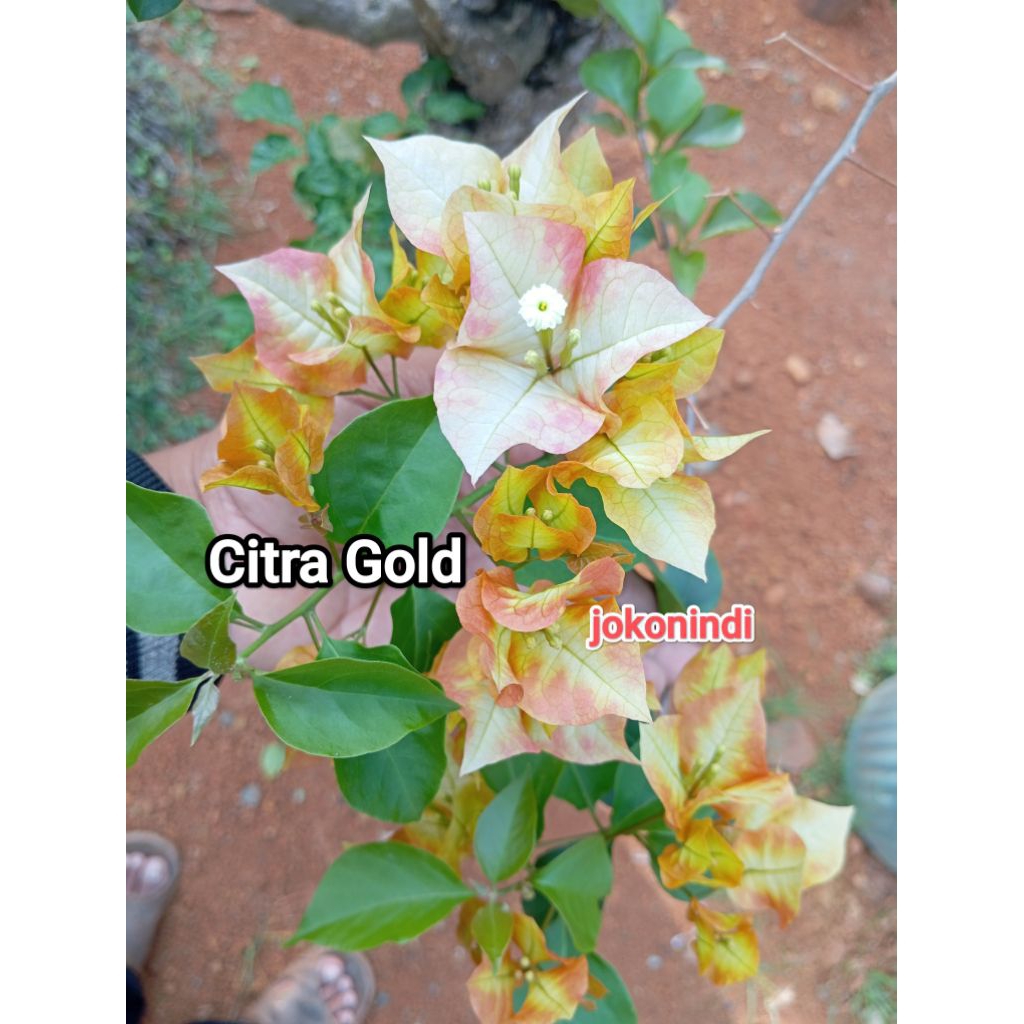Bugenvil Citra Gold ori