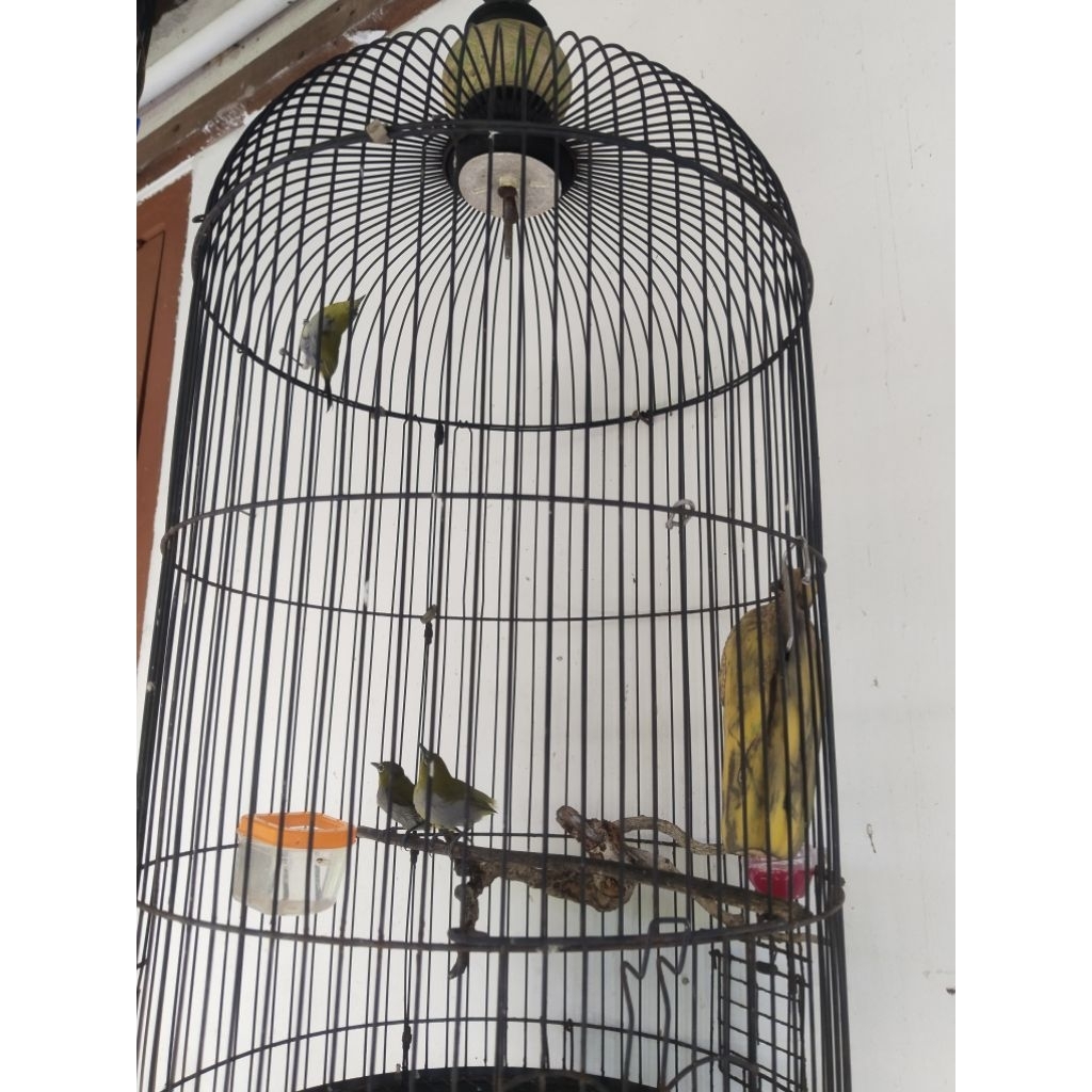 pleci dakun bali