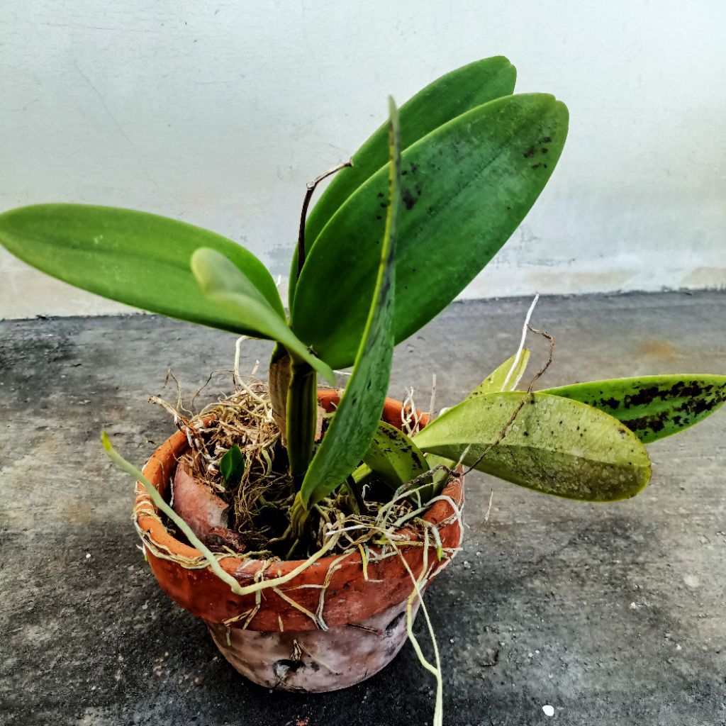Tanaman anggrek cattleya mantini dewasa bunga ungu besar wangi kode F