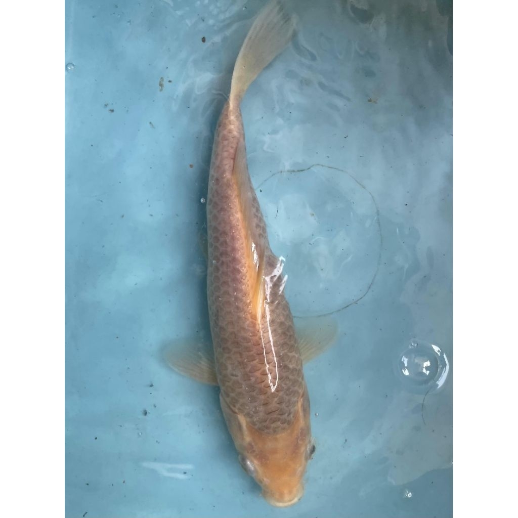 Ikan Koi Soragoi Caramel / Soramel HQ 26cm Ring Rapi Munuk