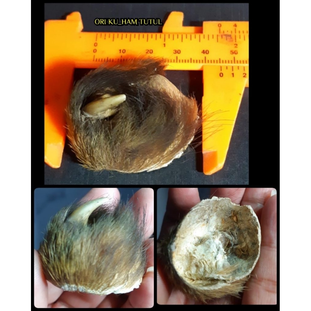 barang unik dan antik asli tua dan jumbo ya