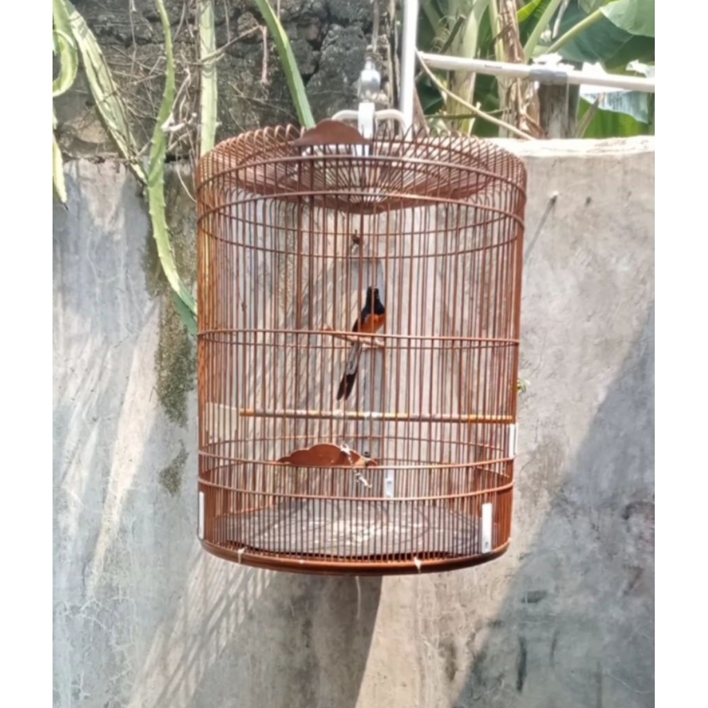 Murai Batu ( Hutan + kandang )