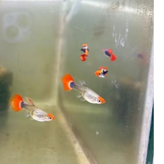 Hiasan Aquarium Ikan Guppy Tuxedo Koi Big Ear - Pemanis Akuarium dengan Warna Elegan