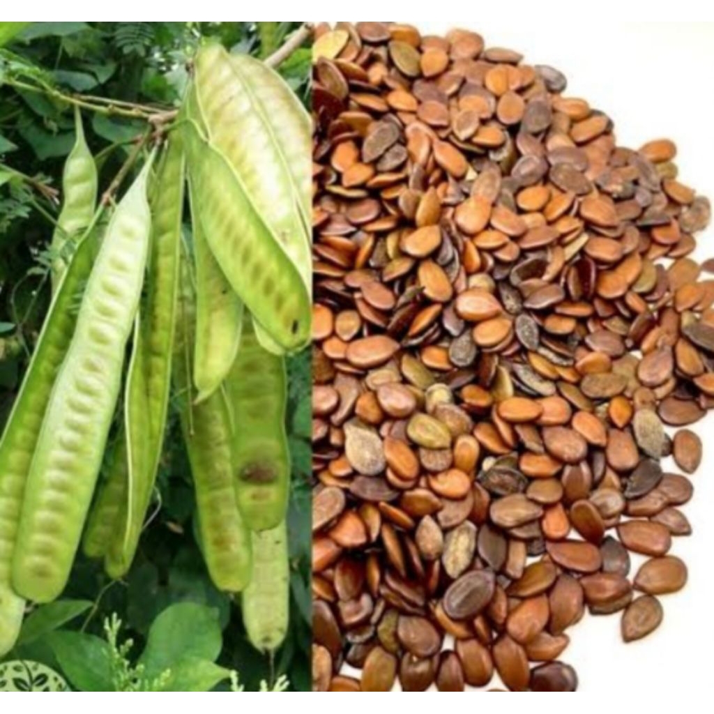Benih Biji Lamtoro/ Lamtoro gung/Petai Cina