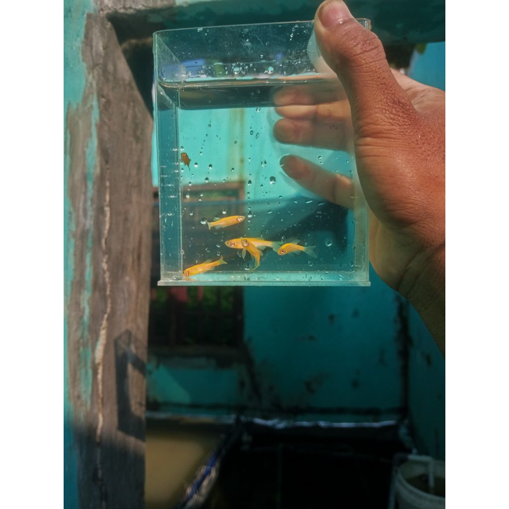 hiasan ikan danio slayer kuning
