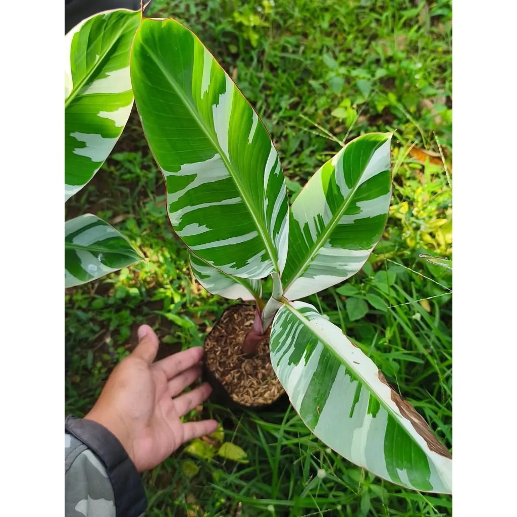 BIBIT PISANG VARIGATA PUTIH PREMIUM  (THE SNOW BANANA)