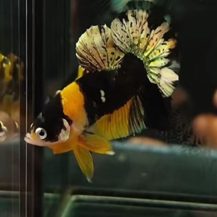 sepasang Bumblebee siap breeding |cupang hias