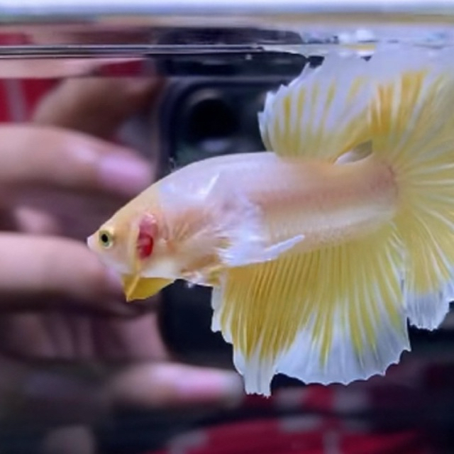 Ikan Cupang Halfmoon Dumbo Ear Soft Gold| High Grade Gold Betta Fish | Kuping Gajah