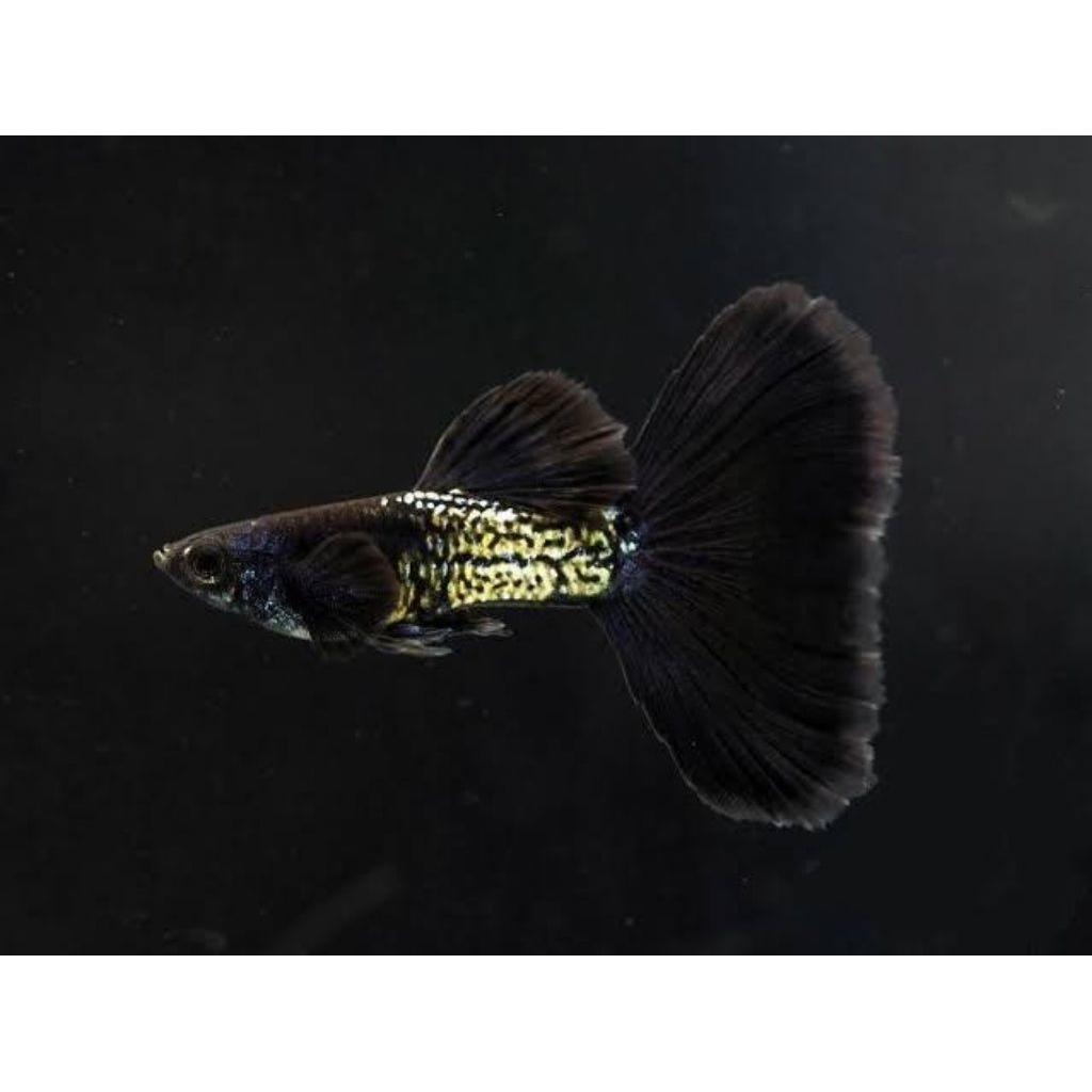 hiasan aquarium guppy mssbt remaja