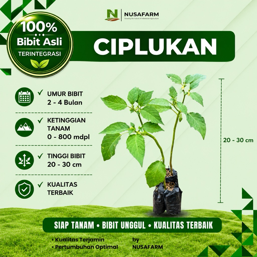 NUSAFARM - Bibit Tanaman Ciplukan (Golden Berry) - Siap Tanam & Cepat Berbuah