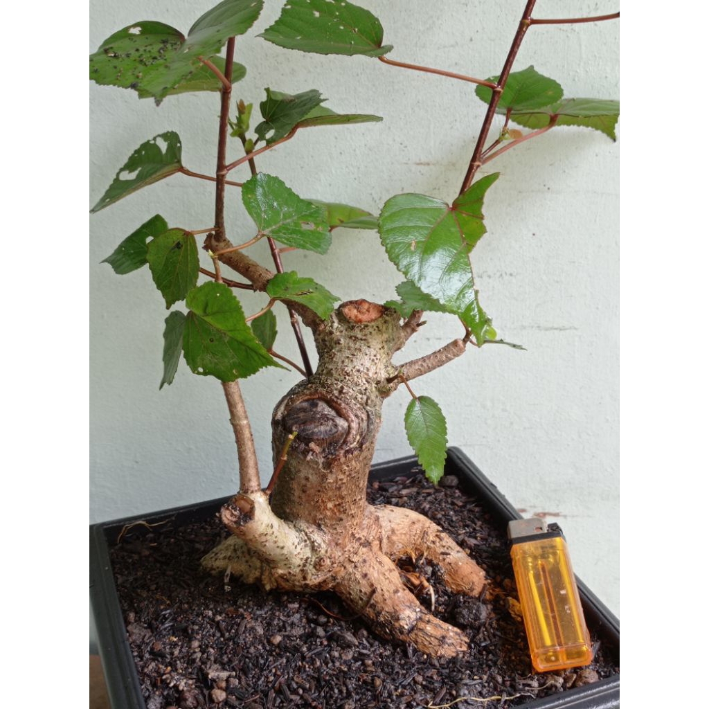 bahan bonsai waru taiwan realpic