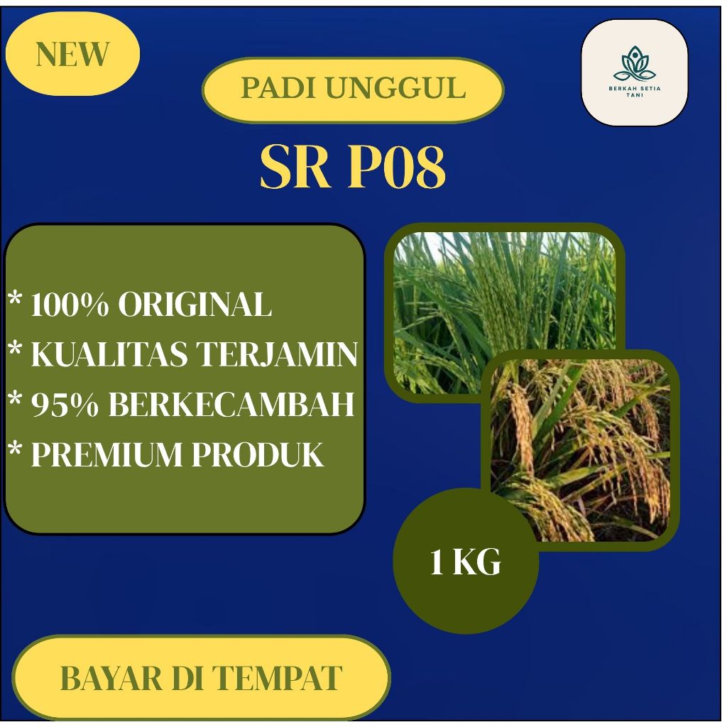 benih padi SR P08 Ultra genjah ORIGINAL 1kg padi super genjah