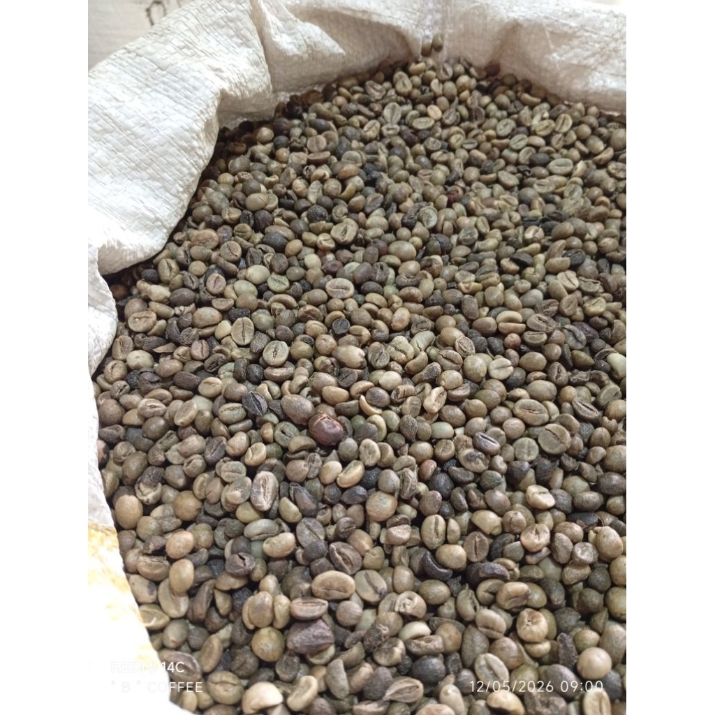 Robusta Asalan
